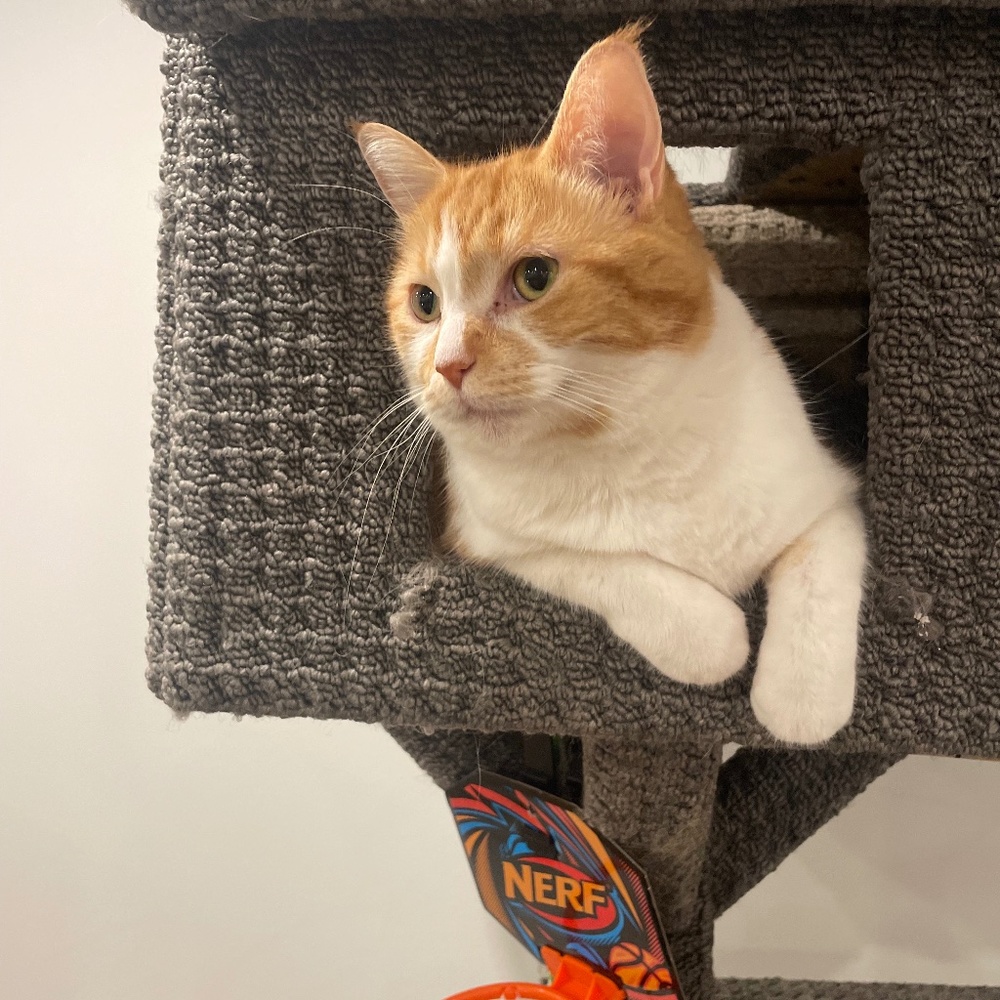 Meet your Posher, Chancey!